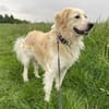 Tobia, Notfall in Deutschland