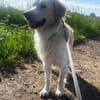 Tobia, Notfall in Deutschland