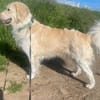 Tobia, Notfall in Deutschland