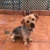 kleiner Tommy sucht neues Zuhause