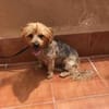 kleiner Tommy sucht neues Zuhause