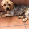 kleiner Tommy sucht neues Zuhause