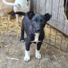 Wir suchen dringend Pflegestellen