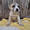 Wir suchen dringend Pflegestellen