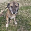 Senior Rusty sucht seine Herzensmenschen
