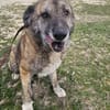Senior Rusty sucht seine Herzensmenschen