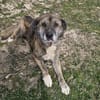 Senior Rusty sucht seine Herzensmenschen