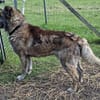 Senior Rusty sucht seine Herzensmenschen
