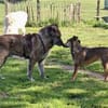 Senior Rusty sucht seine Herzensmenschen