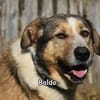 Baldo in der Tierherberge Donzdorf