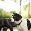 Snoopy - entdeckt die Welt