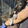 Windhund Mix Hündin Sucht ihr Zuhause