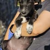 Windhund Mix Hündin Sucht ihr Zuhause