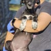Windhund Mix Hündin Sucht ihr Zuhause
