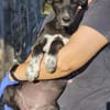 Windhund Mix Hündin Sucht ihr Zuhause