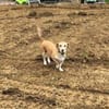 MOCCA -sucht ein hundeerfahrenes Zuhause