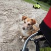 MOCCA -sucht ein hundeerfahrenes Zuhause