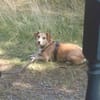 MOCCA -sucht ein hundeerfahrenes Zuhause