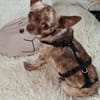 Zartes Seelchen Happy (2 J., Chihuahua) sucht Zuhause
