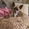 Zartes Seelchen Happy (2 J., Chihuahua) sucht Zuhause