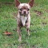 Zartes Seelchen Happy (2 J., Chihuahua) sucht Zuhause