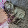 Zartes Seelchen Happy (2 J., Chihuahua) sucht Zuhause