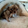 Zartes Seelchen Happy (2 J., Chihuahua) sucht Zuhause