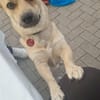 Berani in 49219 Glandorf sucht neues Zuhause oder PS