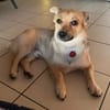 Berani in 49219 Glandorf sucht neues Zuhause oder PS