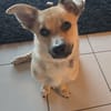 Berani in 49219 Glandorf sucht neues Zuhause oder PS