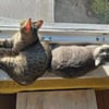 Alice und Chesire Liebe im Doppelpack - gemeinsames Zuhause