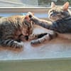 Alice und Chesire Liebe im Doppelpack - gemeinsames Zuhause