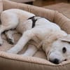 Sparky Golden Retriever Mischling
