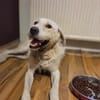 Sparky Golden Retriever Mischling