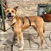 Ein ganz besonderer Hund - Trufito