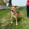 Ein ganz besonderer Hund - Trufito