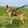 Ein ganz besonderer Hund - Trufito