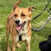 Ein ganz besonderer Hund - Trufito