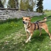Ein ganz besonderer Hund - Trufito