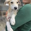 Rumänische Windhund Mix Hündin sucht ihre Familie