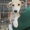 Rumänische Windhund Mix Hündin sucht ihre Familie