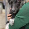 Rumänische Windhund Mix Hündin sucht ihre Familie