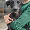 Rumänische Windhund Mix Hündin sucht ihre Familie