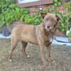 Nala  sanfte Hündin sucht ihr ruhiges Zuhause