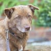 Nala  sanfte Hündin sucht ihr ruhiges Zuhause