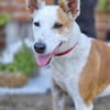 Harley sucht sein Für-immer-Zuhause