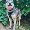 Husky-Bub JURi 😍 sucht seine Menschen