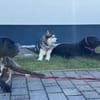 Husky-Bub JURi 😍 sucht seine Menschen
