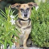 🐾 Viktoria  liebenswerte Hündin