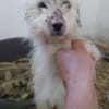 Milou 30 cm (Pflegestelle)